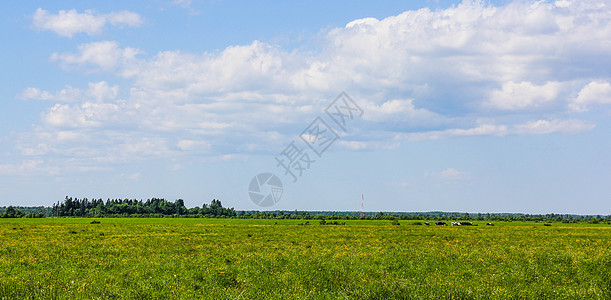 田野的夏日风景 俄罗斯的广阔土地 绿草和蓝天空图片素材