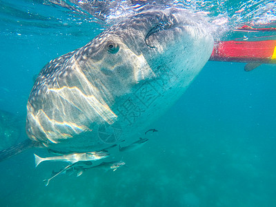 在奥斯陆市附近与鲸鲨在海中游泳的游客b荒野旅游动物情调女士濒危异国浮潜热带太阳图片