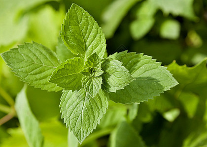 花园的绿薄荷小枝叶子香气蔬菜食物药品植物生长植物群芳香图片