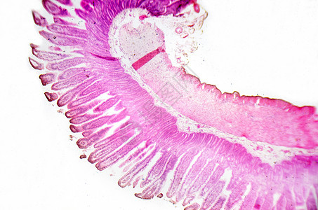 显微镜摄影 小肠道横切部分解剖学肠子细胞生理形态上皮生物学研究宏观肌肉图片