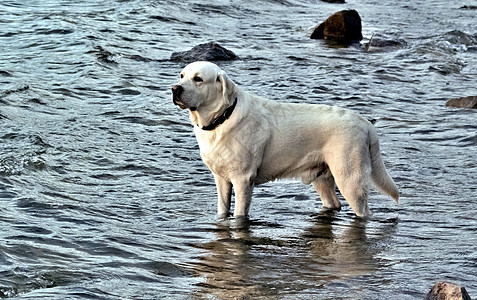 拉布拉多狗 站在水中 从阳光下仰光乐趣冲浪喜悦宠物波浪动物游泳身体哺乳动物支撑图片