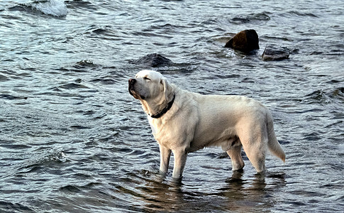 拉布拉多狗 站在水中 从阳光下仰光游泳支撑波浪口渴宠物冲浪动物晴天身体喜悦图片