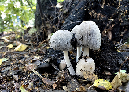 几个年轻的蘑菇生长在树根附近宏观季节性团体毒菌原油森林生物荒野季节天鹅绒图片