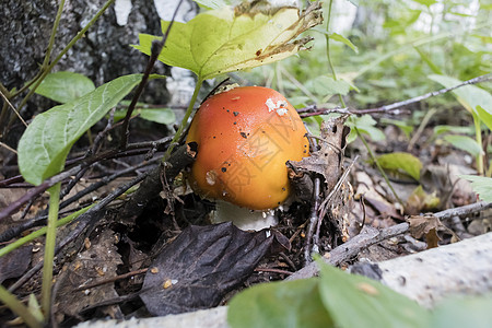年轻的红蘑菇 拉丁名在森林中长大生物学植物荒野斑点叶子生物危险致命地面宏观图片