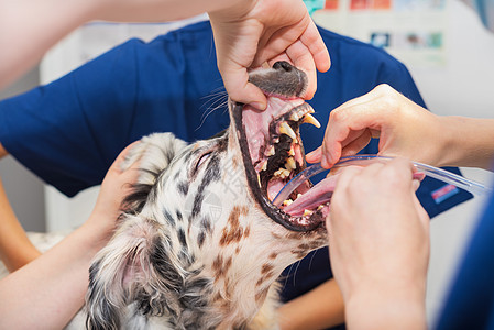 在兽医诊所外科室插管的狗职业治疗通风外科药品监视器宠物机器医生静脉图片