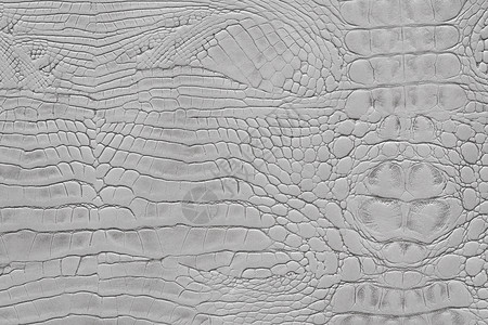 浅灰色动物蛇印刷纹理皮革背景物图片