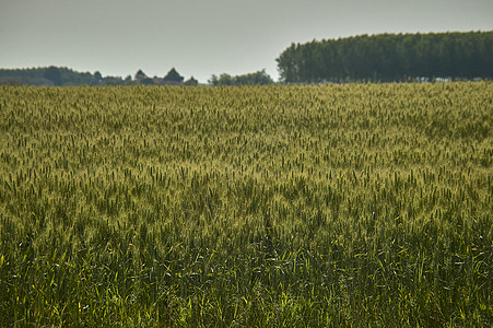 长长小麦作物图片