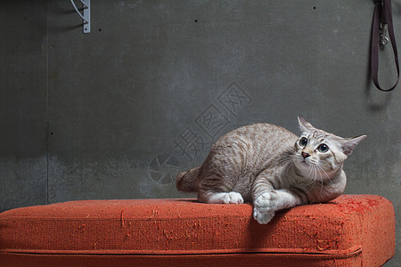 猫坐在蜡烛背景的刮橙色织布沙发上划痕眼睛长椅宠物团体小猫拼贴画动物群短发织物图片