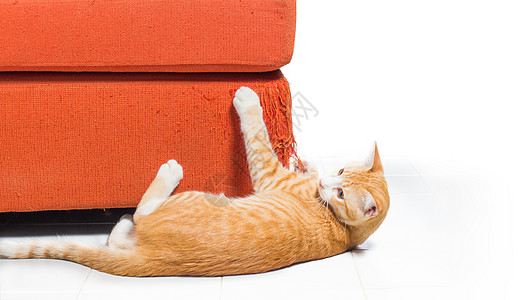 猫沙发脚猫抓刮草巾沙发小猫团体房间动物抹布黑色眼睛织物动物群长椅背景