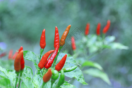 有机农场中的红辣椒农业叶子辣椒植物食物场地季节辣椒素蔬菜生长图片
