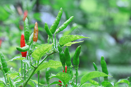 有机农场中的红辣椒胡椒生长宏观农业叶子食物辣椒食谱植物季节图片