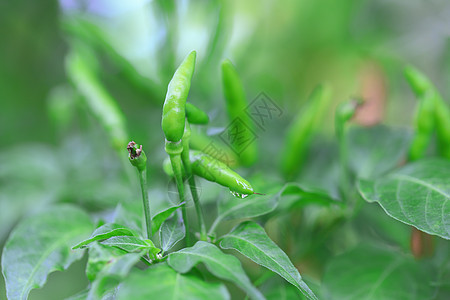 有机农场中的绿色辣椒食物胡椒蔬菜植物农业辣椒素烹饪收成场地生长图片