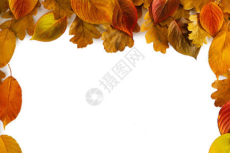 秋季假期橡树叶落叶时候墙纸风格金子卡片黄色海报白色图片