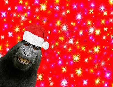 欢闹而有趣的黑猩猩猴子微笑着 戴着圣诞老人帽 在美丽的红色圣诞背景中与五颜六色的星星隔绝图片