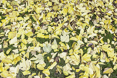 秋天落叶叶子框架橙子感恩植物紫色地面小路树木季节图片