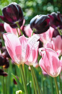 郁金香盛开花瓣花园紫色公园叶子花束季节园艺场地植物图片