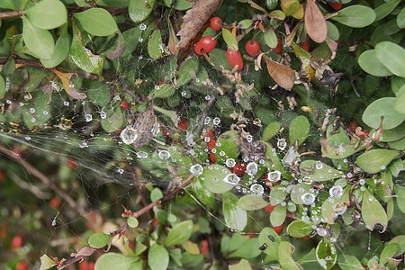 雨后蜘蛛网蜘蛛网上的雨滴灌木光斑自然蜘蛛网光泽度蔬菜珠宝背景绿色背景