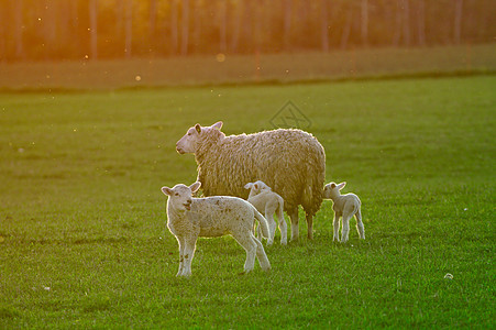 绵羊家庭乐趣关爱羊毛花园父亲农田母亲情怀婴儿羊肉图片