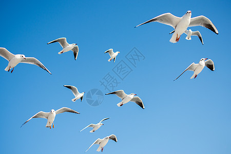 海鸥在天空中飞翔生活观鸟钓鱼野生动物支撑动物鸟类航班照片朋友们图片