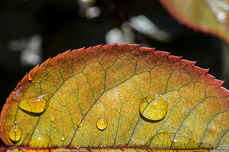一片单独的绿叶 加上水滴花园液体生活气泡树叶植物天气玻璃雨滴生长图片