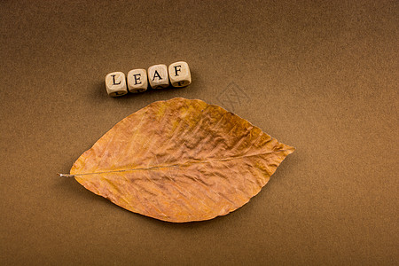 秋天秋天作文或概念和词 Autum季节性松树树叶作品创造力刻字字母锥体秋叶植物图片
