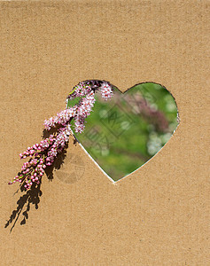 透过心形所见的花朵金色情感热情叶子植物场地花瓣花园礼物图片