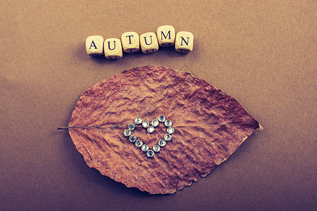 秋天秋天作文或概念和词 Autum季节性字母秋叶刻字背景锥体植物生活作品叶子图片