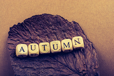 秋天秋天作文或概念和词 Autum字母季节性背景叶子生活松树刻字树叶创造力秋叶图片