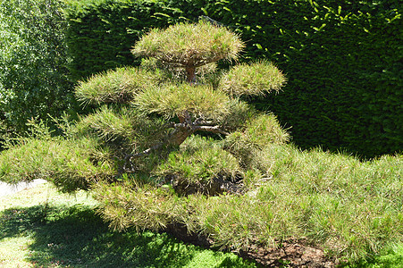 日本菜园生长的绿色弯曲骨盆树以日文风格设计风景矮人盆栽曲线爱好松树针叶树工艺艺术盆景树叶图片