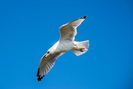 鸽子滑翔在深蓝天空自由岛前飞翔荒野航班蓝色飞行太阳海鸥天空空气自由野生动物图片