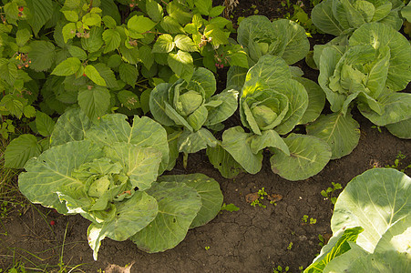 在花园户外生长的卷心菜 阳光明亮农场场地绿色生产树叶食物栽培土地蔬菜植物图片