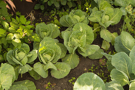 在花园户外生长的卷心菜 阳光明亮树叶栽培食物场地种植园蔬菜叶子花园绿色土地图片