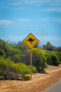 西澳大利亚外背的野生野生动物袋鼠在街上签署警告警示标志图片