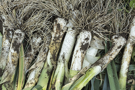 在花园里新鲜采摘的叶子食物热烫厨房季节植物盒子荒野管道金银花回收图片