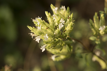 奥里根花 奥里根姆粗俗蝴蝶厨房烧烤蔬菜野花食物植物卫生紫红色草本植物图片