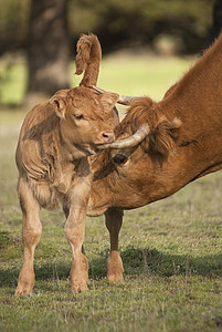 新生的一头小牛和他母亲的一头母牛婴儿牧场家畜奶牛国家奶制品动物场地荒野农田图片