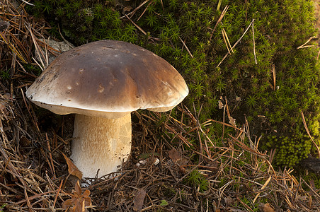 在松树林中的蘑菇 软木和羊毛林地生长植物食物美食家静物季节荒野食用菌美食图片