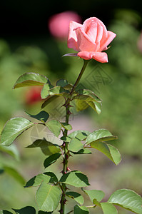 我们星球的花朵粉色植物群花园绿色宏观玫瑰白色郁金香礼物植物图片