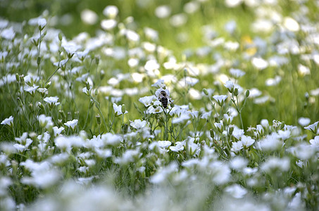 我们星球的花朵白色宏观花瓣玫瑰花园礼物植物郁金香植物群粉色图片