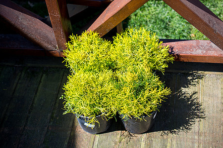 鲜花放进花瓶里庆典植物群花朵花盆植物玫瑰礼物花瓣图片