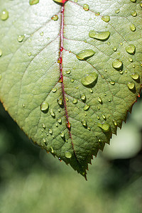 一片单独的绿叶 加上水滴生物学气泡液体玻璃植物群雨滴花园传单植被生长图片