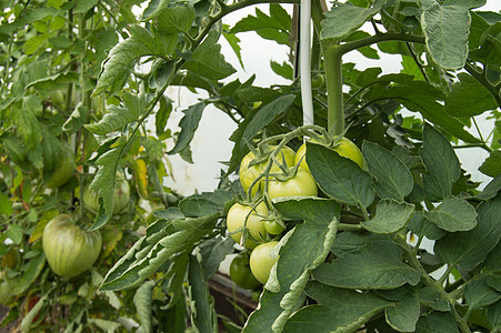 树枝上生长的大型绿番茄     在温室中生长植物学栽培收成衬套农业收获蔬菜植物生态食物图片