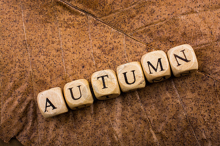秋天秋天作文或概念和词 Autum生活季节性创造力作品秋叶叶子树叶植物松树刻字图片
