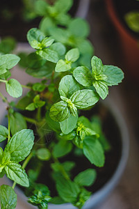 阳台上的锅里装着绿色多汁薄荷草本植物园艺食物植物生长叶子宏观香料树叶烹饪图片