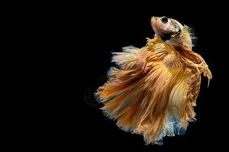 黄金贝塔鱼力量连体艺术黑色奢华芨芨草斗争尾巴水族馆情调图片