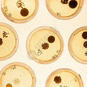 培里迪塞斯的细菌在成长盘子殖民地化学拭子细胞实验生物菌类技术玻璃图片