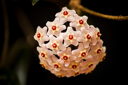 Hoya Wax植物花 2图片