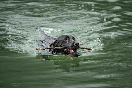 一只黑拉布拉多猎物在水中游泳毛皮打猎猎犬犬类行动幸福宠物池塘动物检索图片