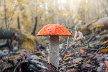 美丽的蘑菇 Leccinum 被称为橙树花瓶 在日出时在森林中生长宏观森林打猎橙子菌类林地真菌树木照片木头图片