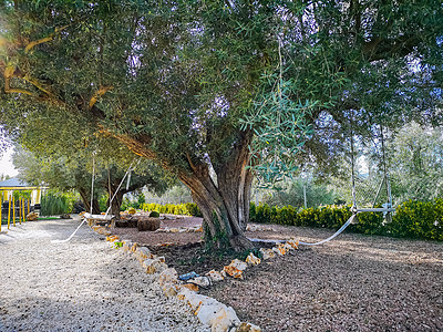 花园中百年橄榄树图片